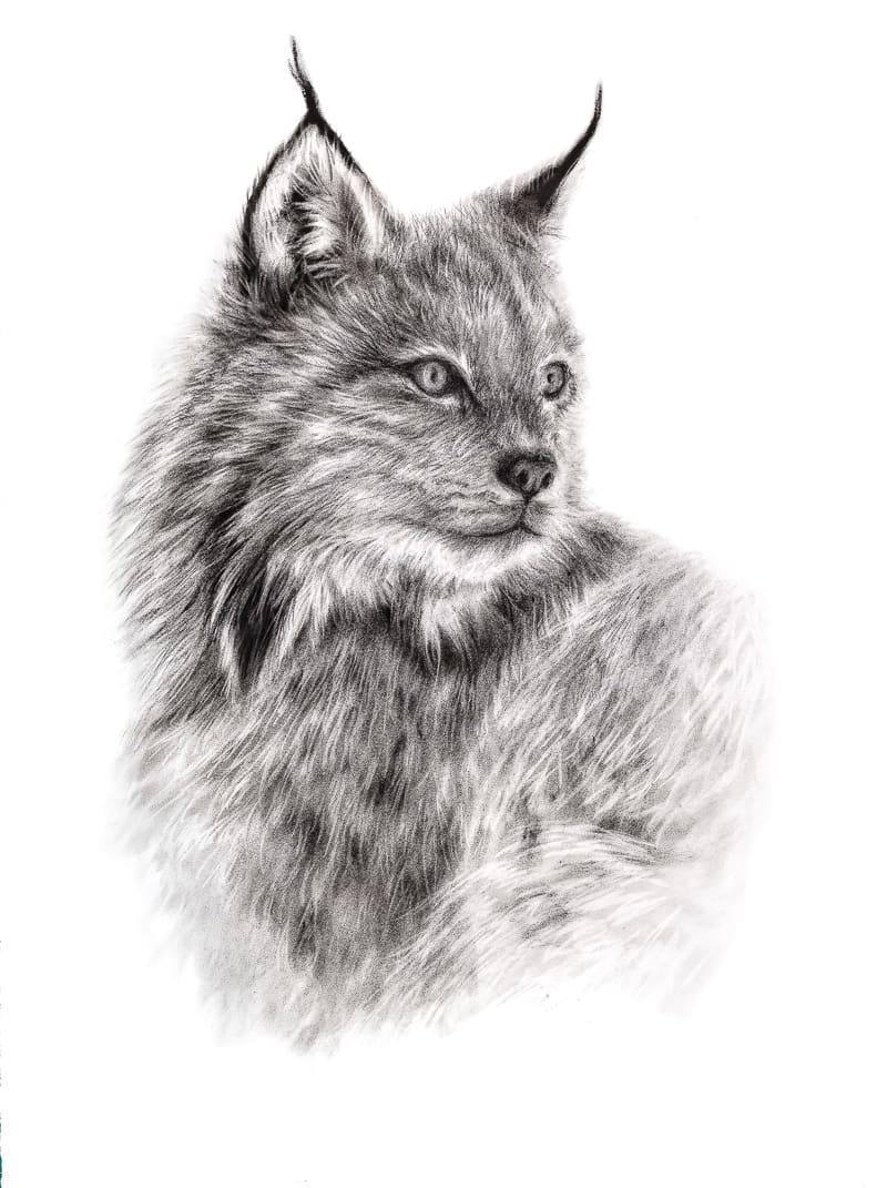 LYNX by Sarah Jaynes 