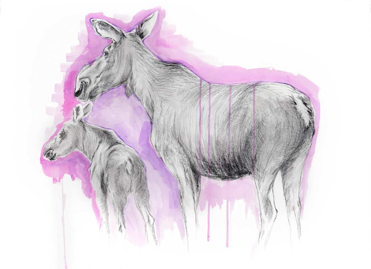 MOOSE AND CALF by Sarah Jaynes, Image 2.