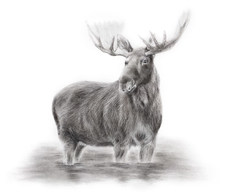 MOOSE IN WATER by Sarah Jaynes  Image: MOOSE IN WATER
Sarah Jaynes
2018
Charcoal 
22x30 in