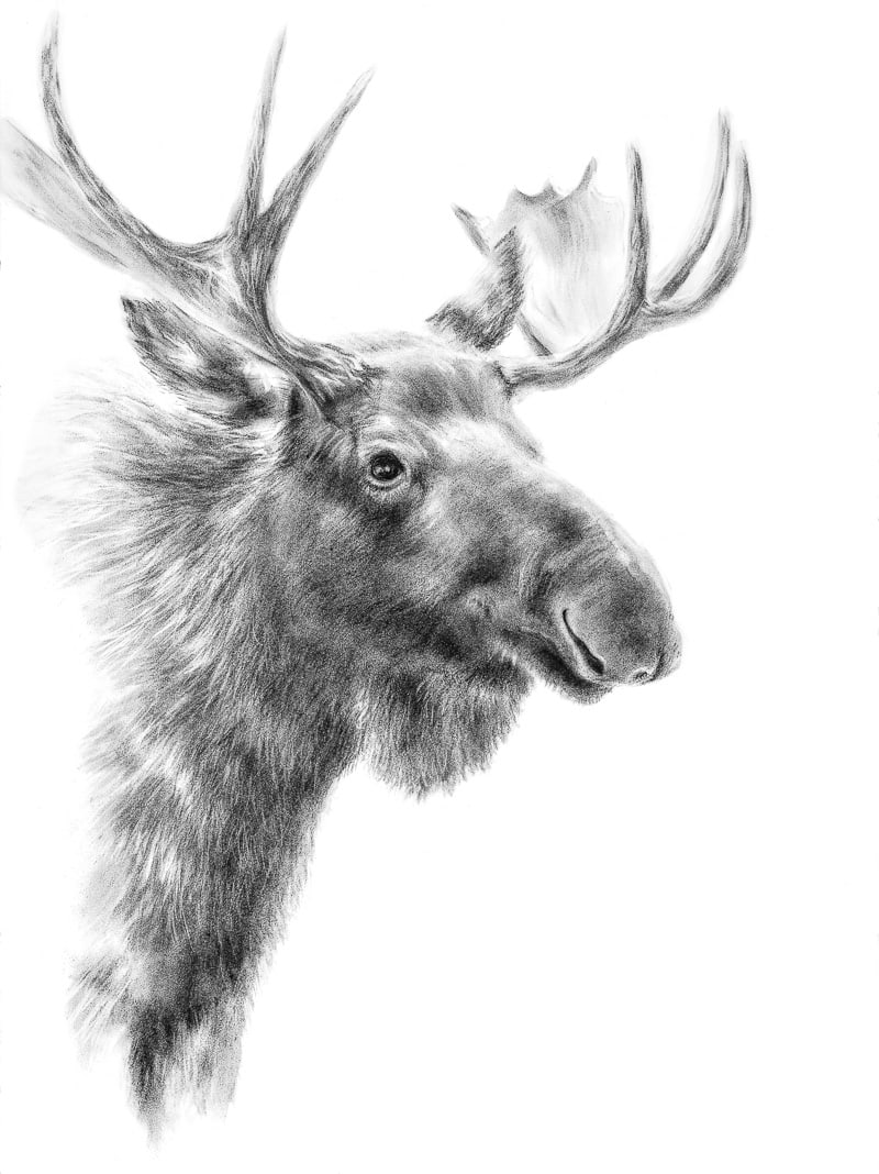 MOOSE by Sarah Jaynes, Image 2.