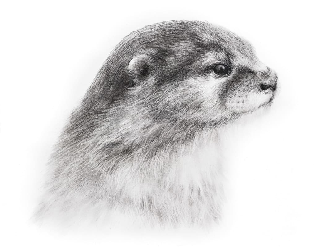 OTTER by Sarah Jaynes  Image: RIVER OTTER
Sarah Jaynes
2017
Charcoal 
22x30 in
