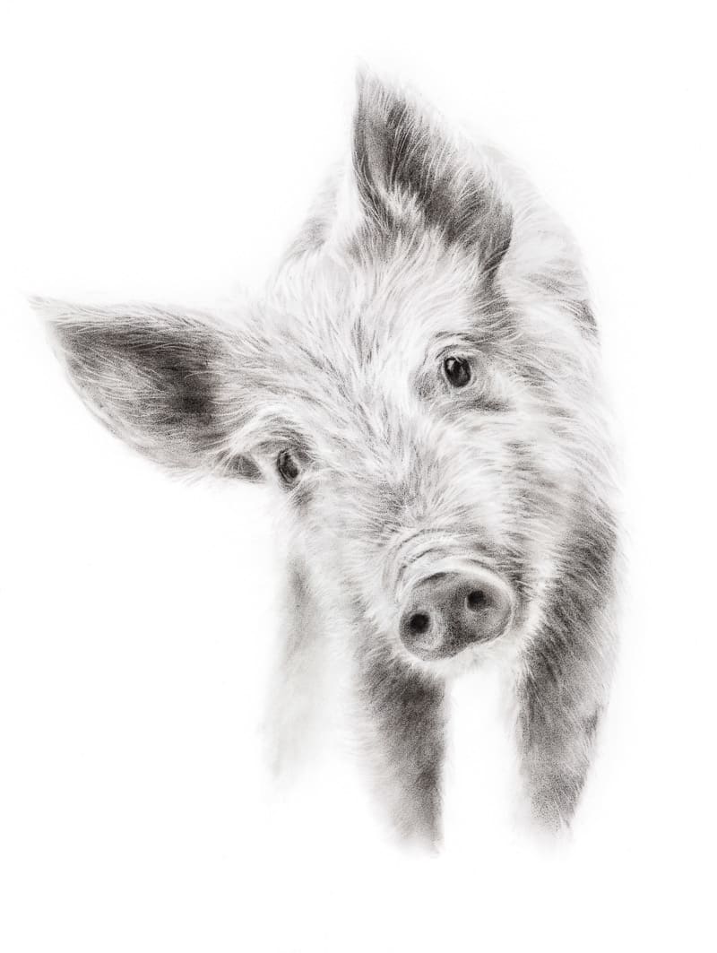 PIGLET by Sarah Jaynes  Image: PIGLET
Sarah Jaynes
2016
Charcoal
22x30 in