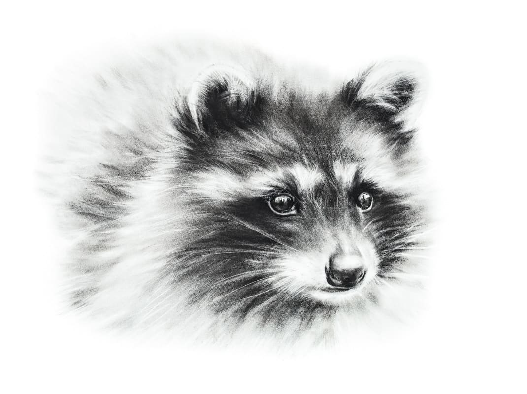 RACCOON by Sarah Jaynes  Image: RACCOON
Sarah Jaynes
2015
Charcoal
22x30 in