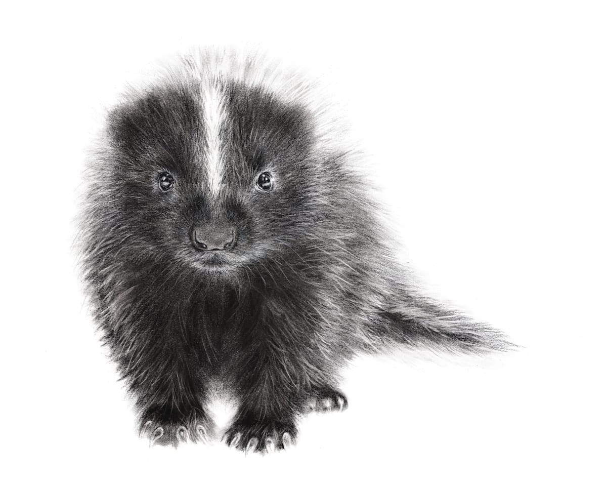 BABY SKUNK by Sarah Jaynes  Image: BABY SKUNK
Sarah Jaynes
2017
Charcoal
22x30 in