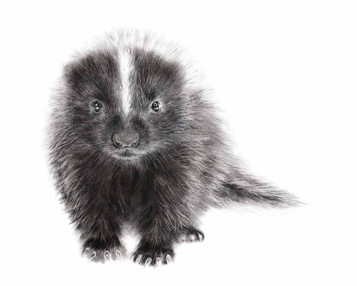 BABY SKUNK by Sarah Jaynes, Image 2.