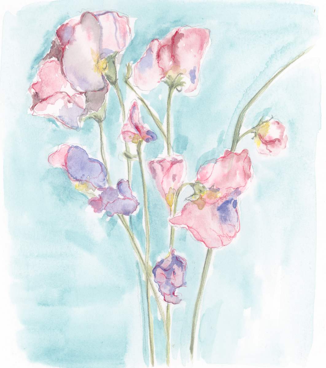 Sweet Pea Study Watercolour by Sarah Jaynes  Image: Sweet Pea Study Watercolour
Watercolour on paper
8x8 
Sarah Jaynes
