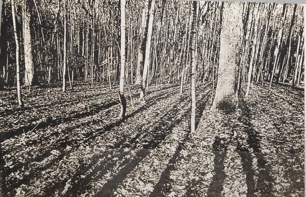 Cherry Hill Preserve Paper Cutout by Dennis Gordon  Image: Paper Cutout of shadowed woods scene