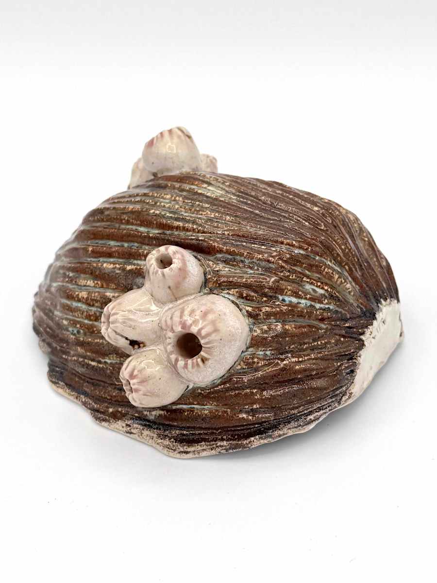 co.habit: barnacle by Maggie Capettini, Image 1.
