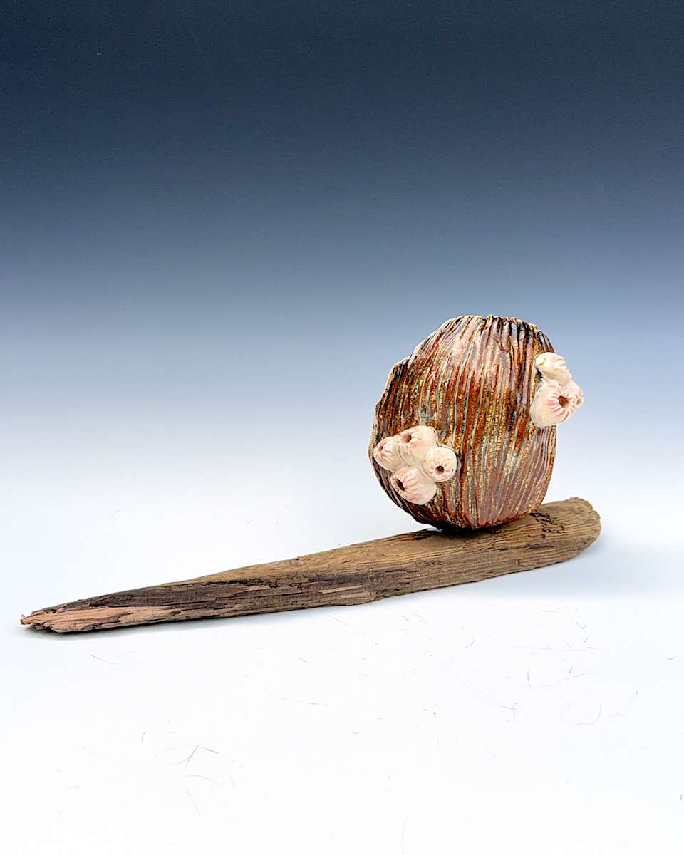 co.habit: barnacle by Maggie Capettini, Image 1.