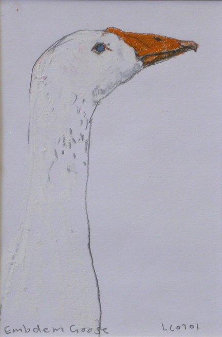 Embden goose by Lucy Culliton, Image 1.