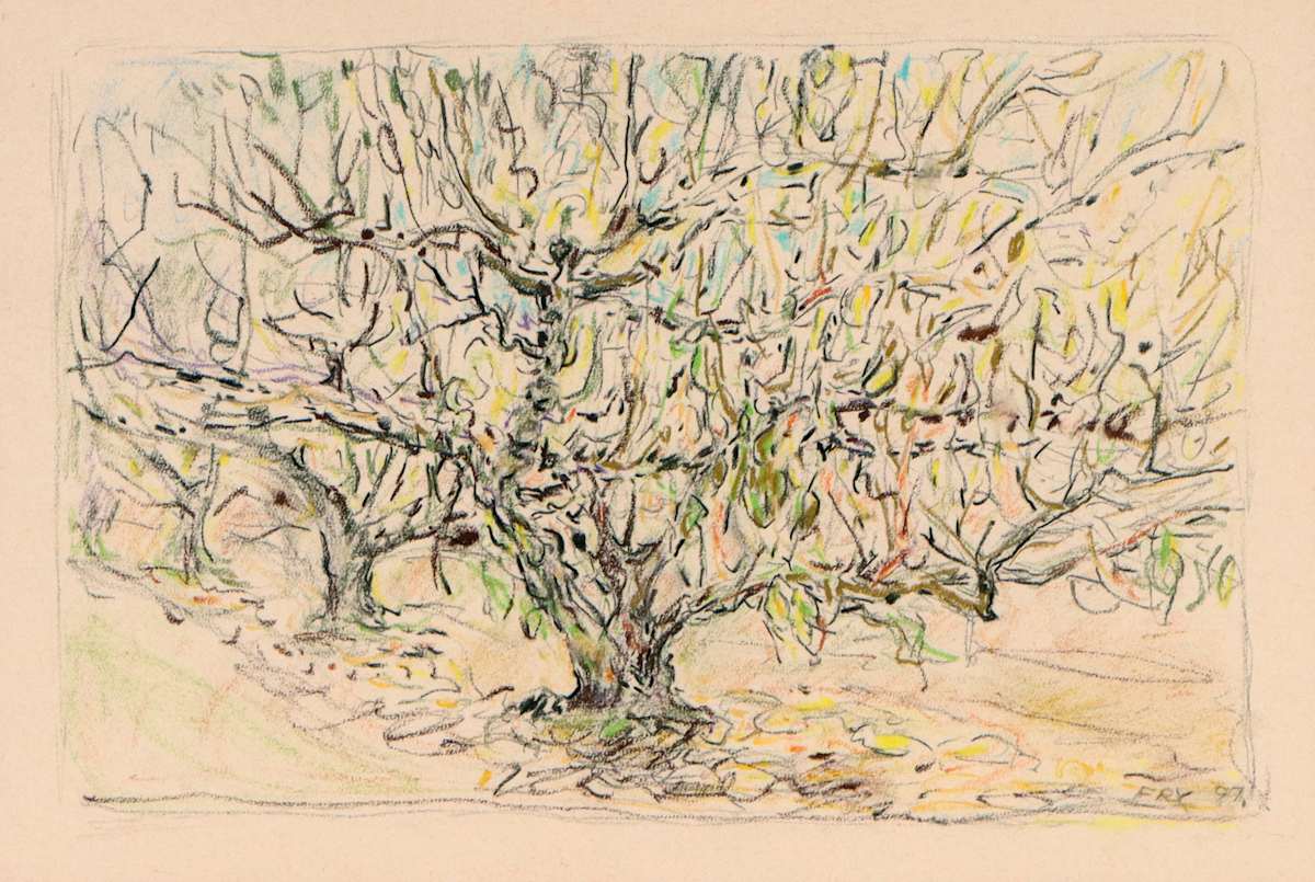 Apple tree (Bilpin) by Merrick Fry 