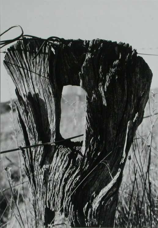 weathered fence post, Evans Plains by Frederick Smith 