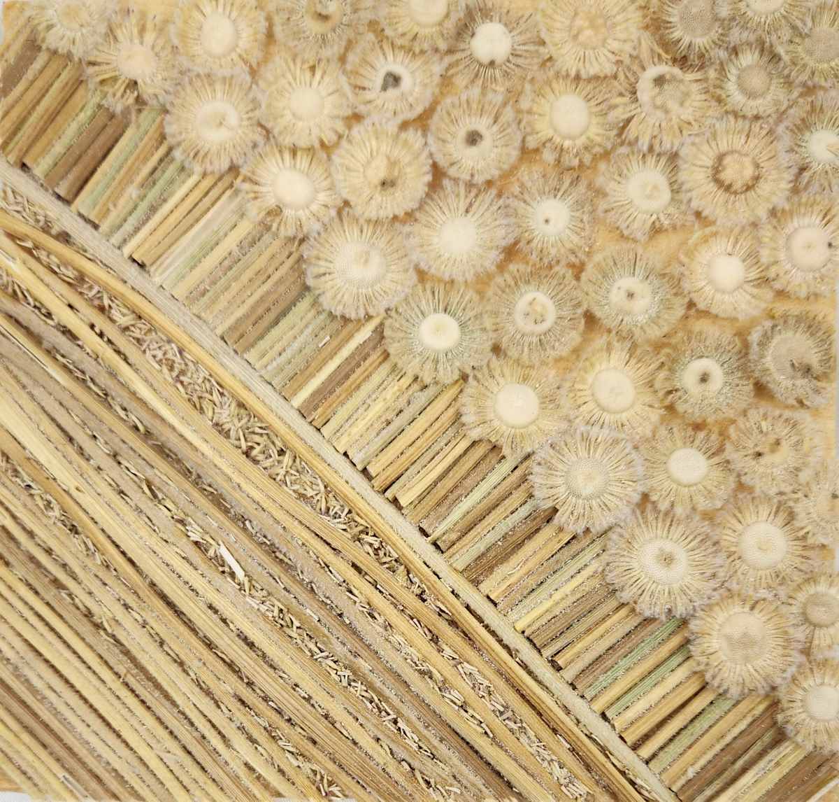 Marigold Memory by Joy Grant 