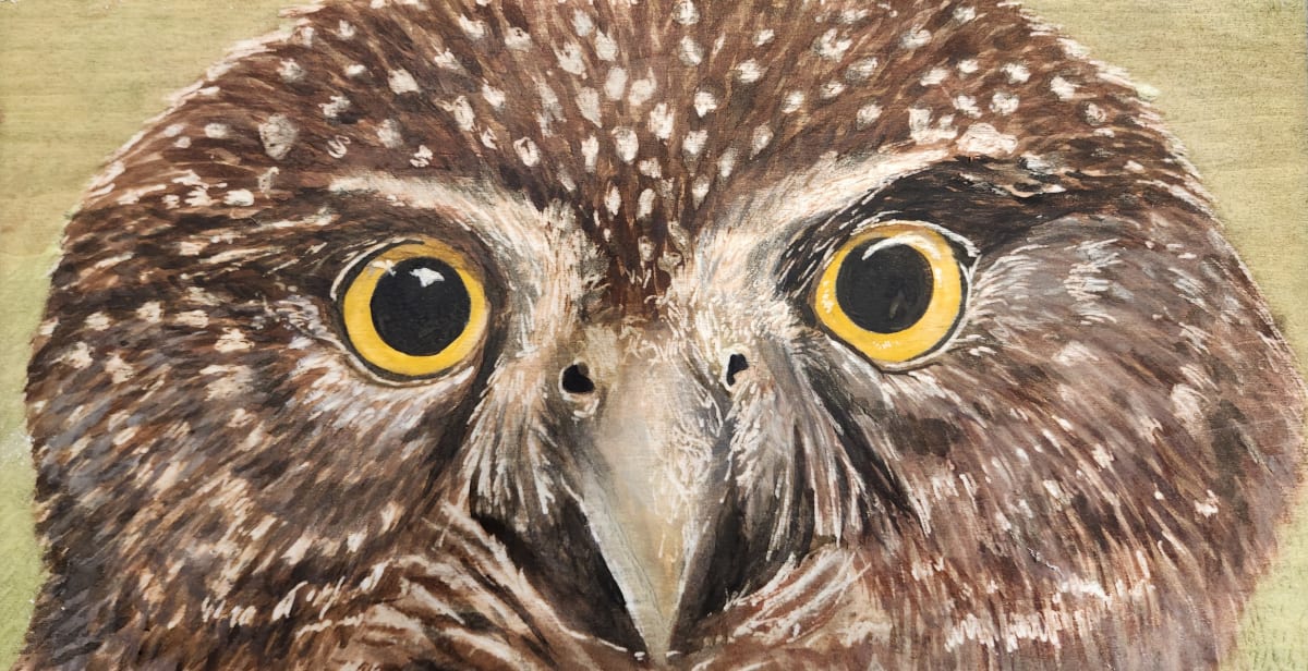 Pygmy Owl by Joy Grant 