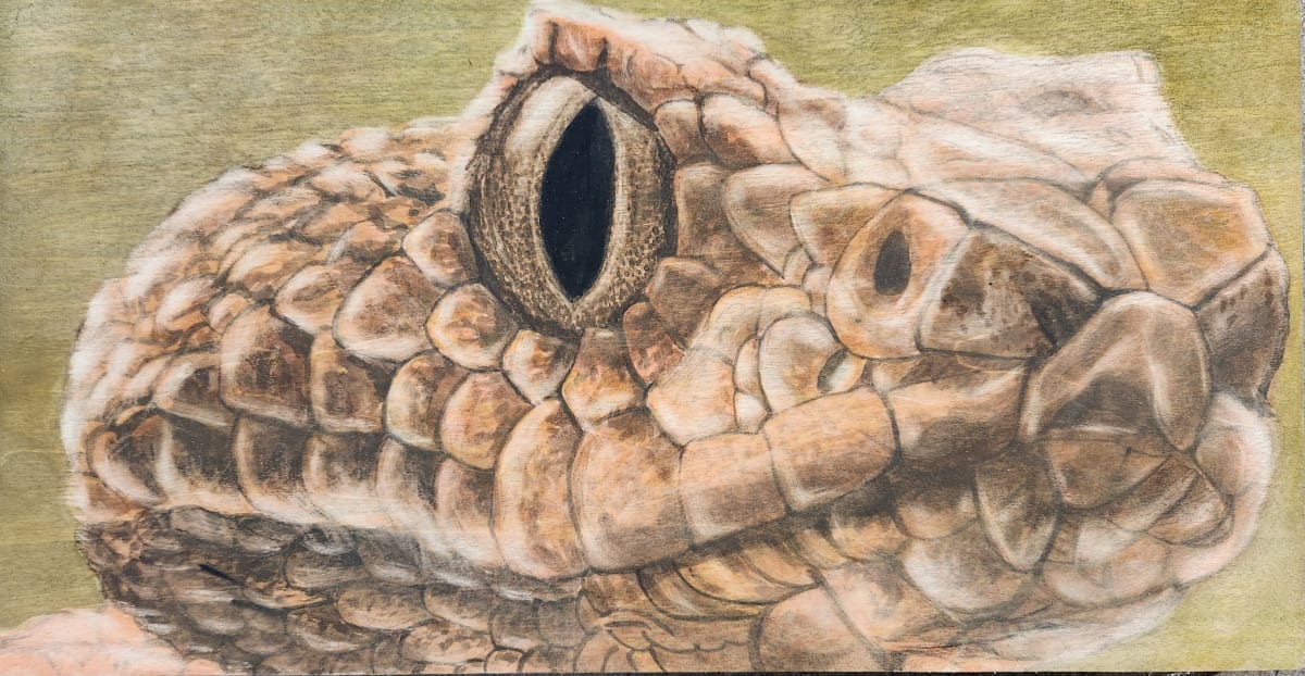 Rattlesnake by Joy Grant 