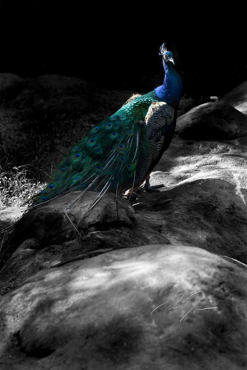 EXPOSITION by Eric C. Jackson 