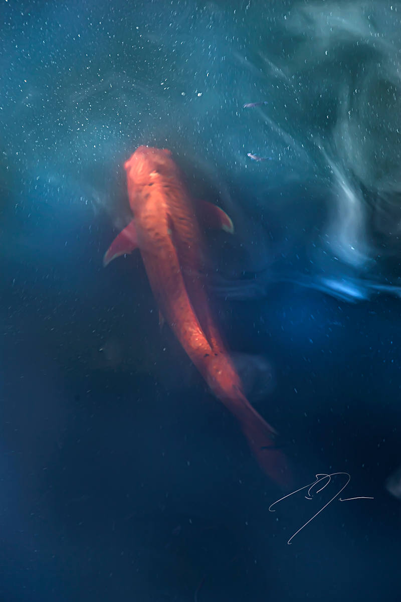 KOI by Eric C. Jackson 