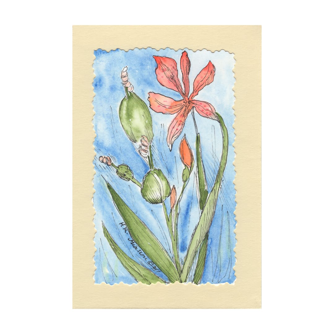 Tangerine Iris Act II by Helena Kuttner-Giasson  Image: Tangerine Iris Act 2 a miniature watercolor painting depicting an orange blackberry iris in several stages of the bloom cycle