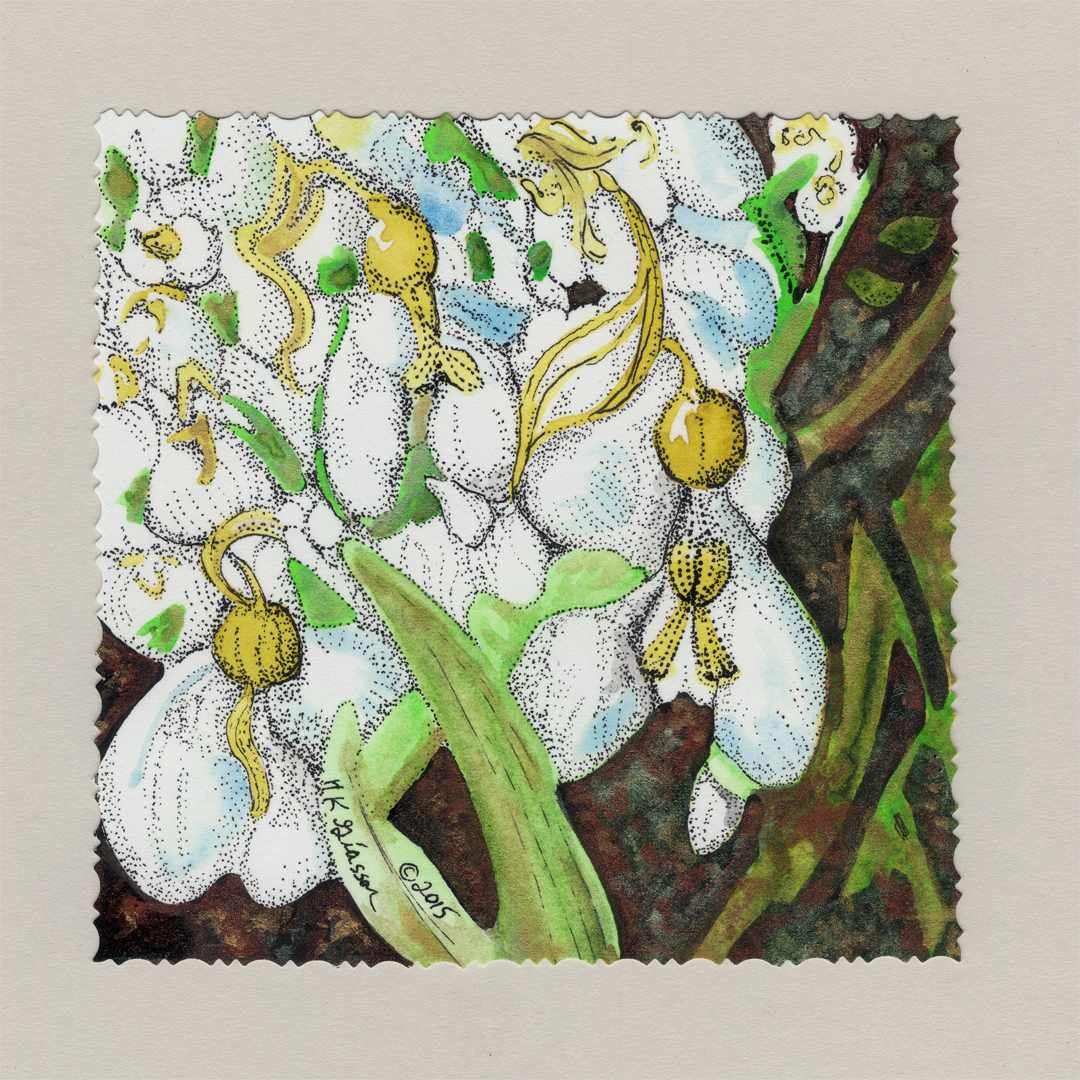Snowdrop Avalanche by Helena Kuttner-Giasson 