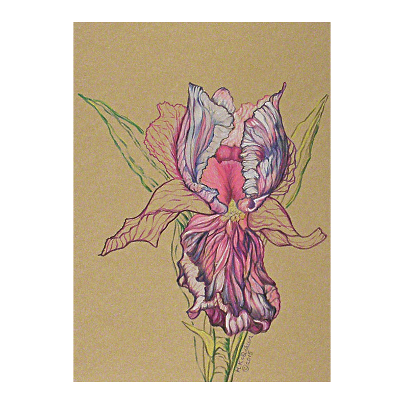 Proud Iris by Helena Kuttner-Giasson 