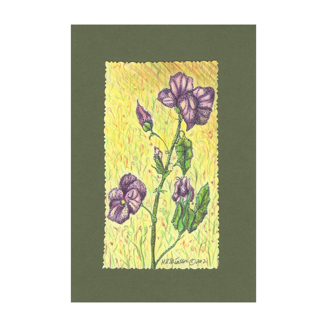 Violets In Summer Floral Drawing by Helena Kuttner-Giasson  Image: Violets In Summer Floral Drawing