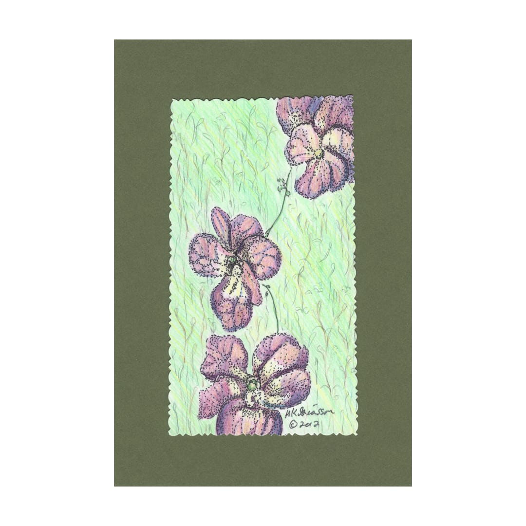 Violets In Spring 2 Floral Drawing by Helena Kuttner-Giasson 