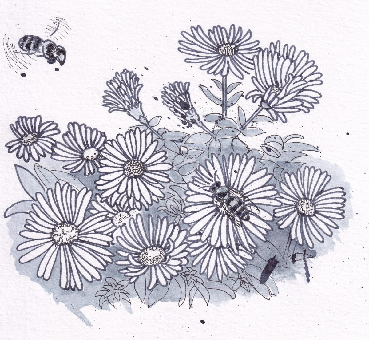 Bees and Michaelmas Daisies by Paula Jobson  