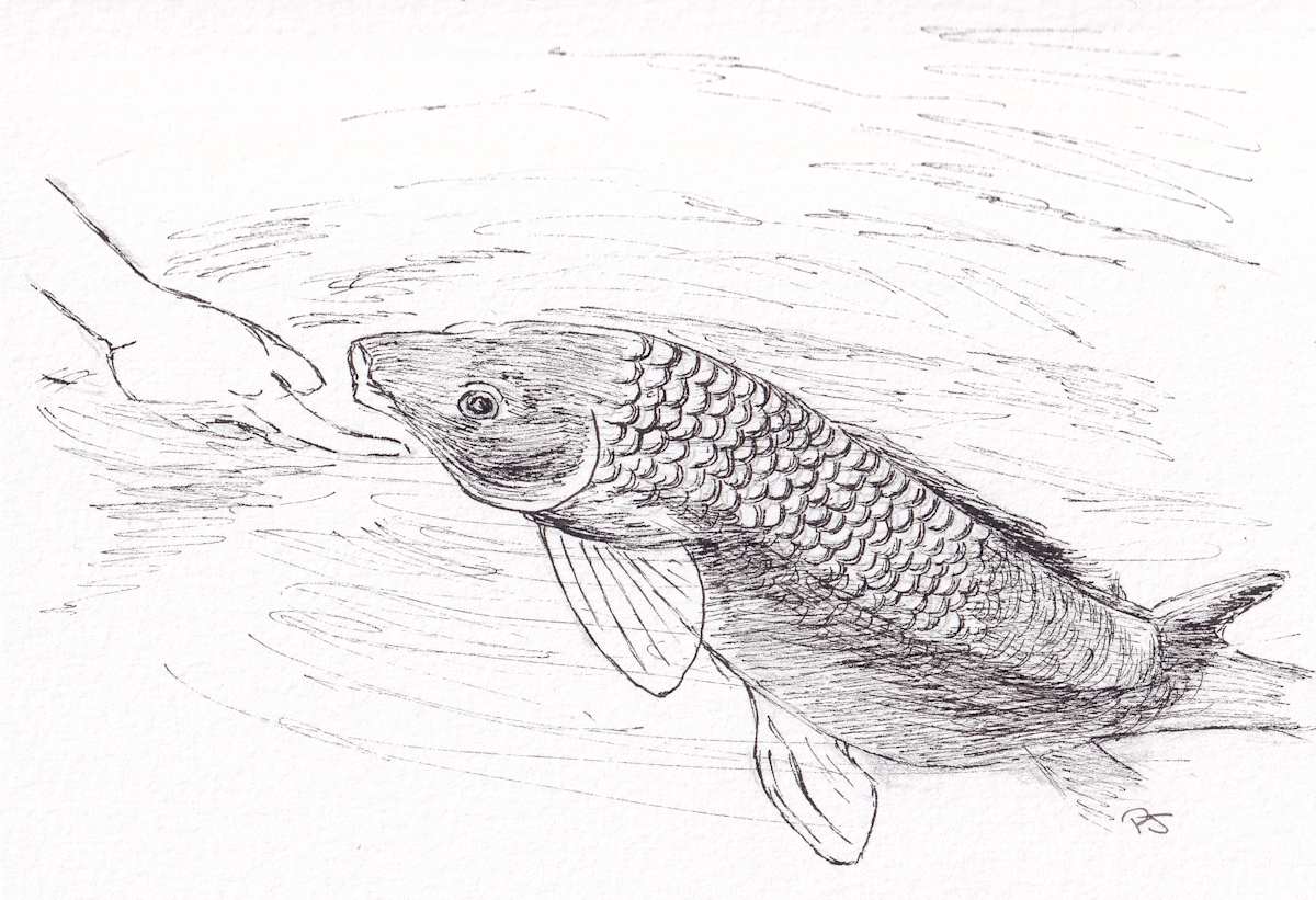 Playful Carp by Paula Jobson  Image: Carp love to bask in the shallows and instinctively know when they are safe from the dangers of fishing. Their colours are beautifully understated bronze and golds. At these times of the year they are bold and friendly.