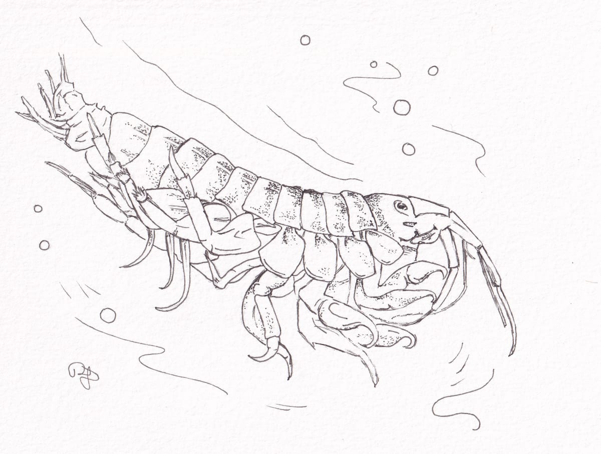 Devil Shrimp by Paula Jobson 