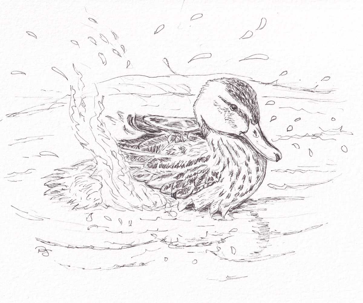 Duck Splashes by Paula Jobson, Image 2.
