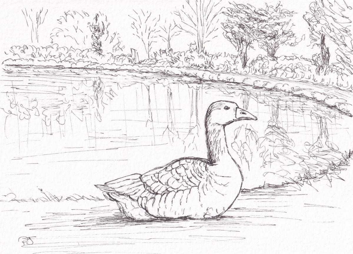 Goose by Paula Jobson 