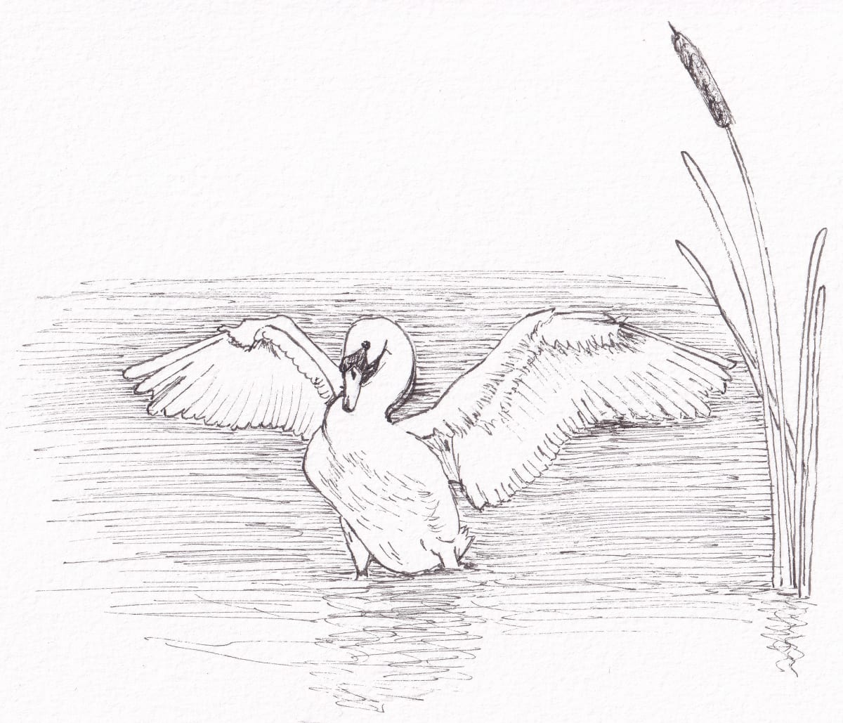 Swan stretches by Paula Jobson 