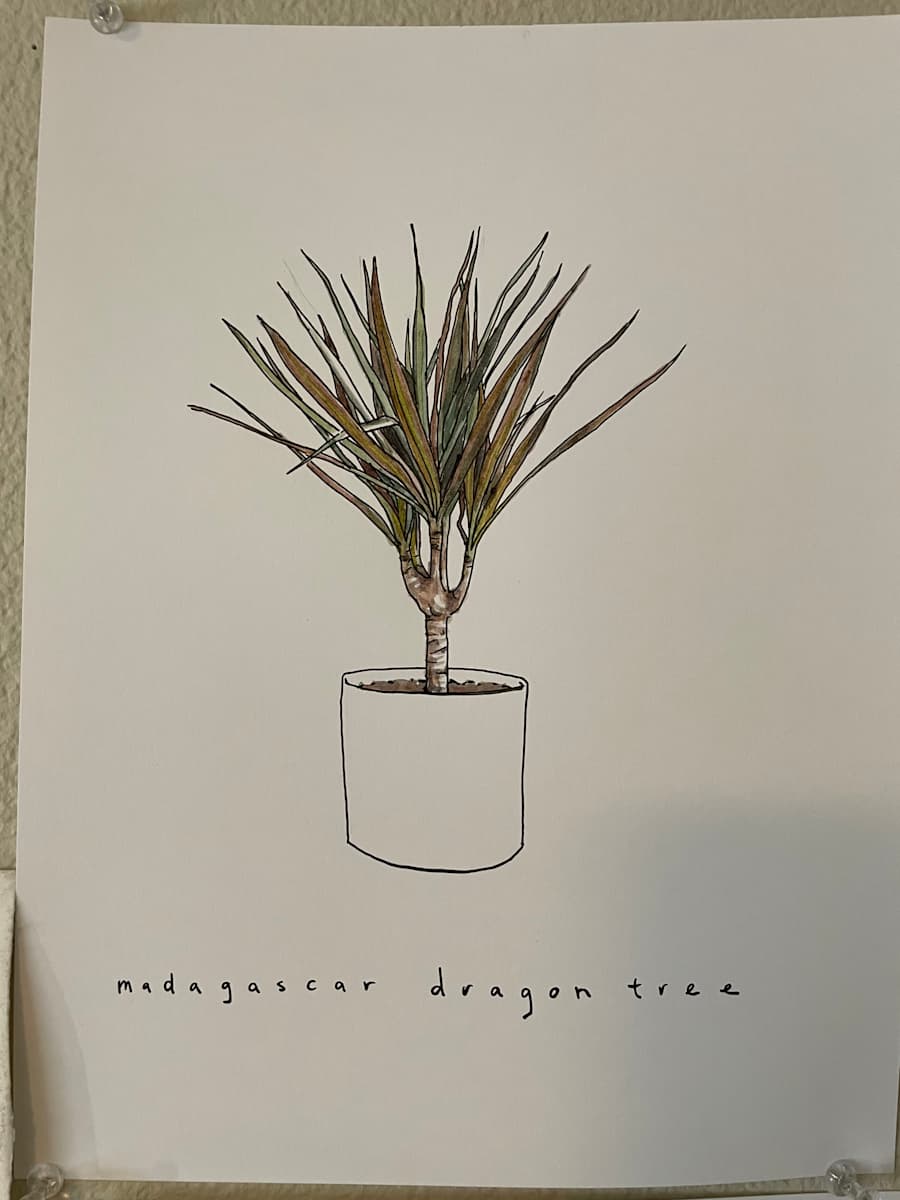 Madagascar dragon tree by curtis bay 