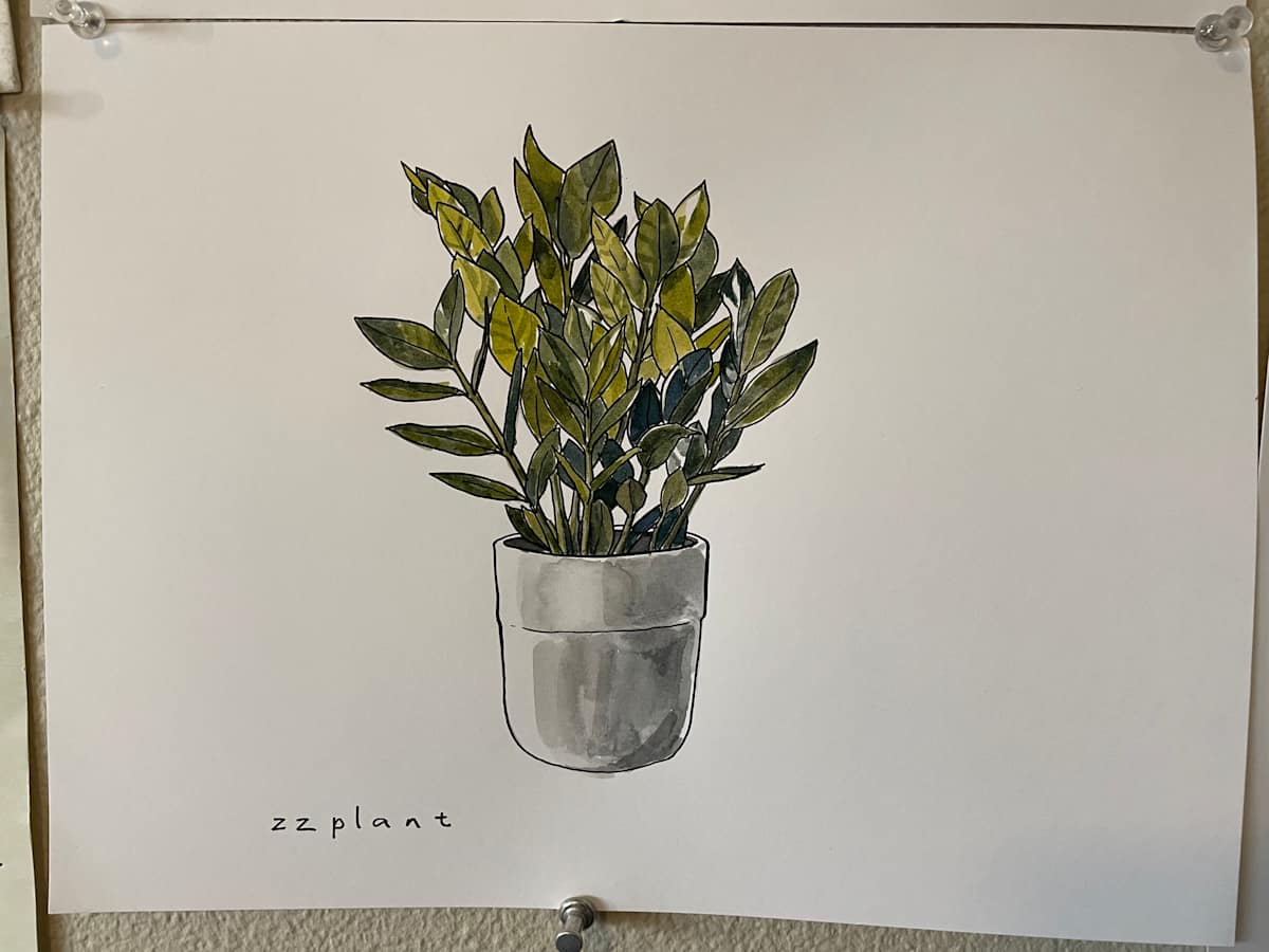 ZZ Plant by curtis bay 