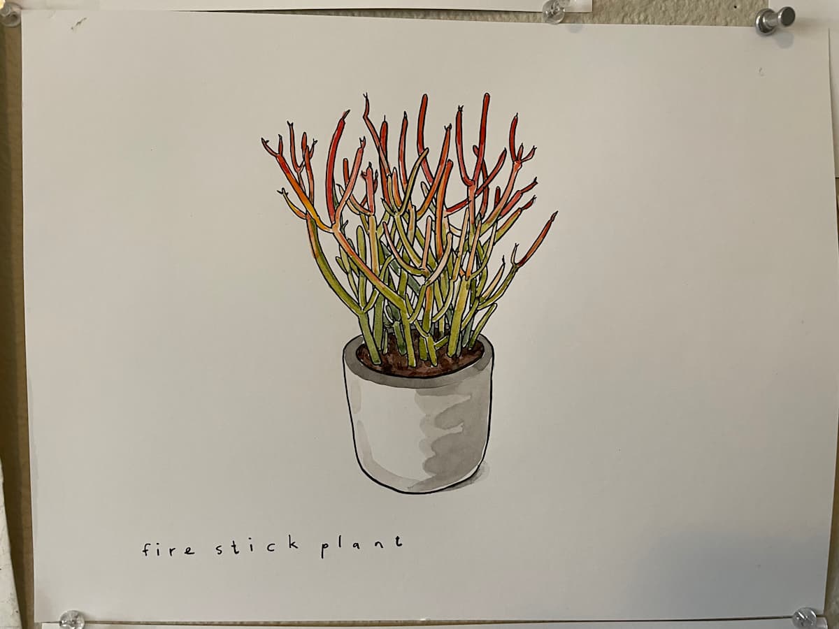 Fire Stick Plant by curtis bay 