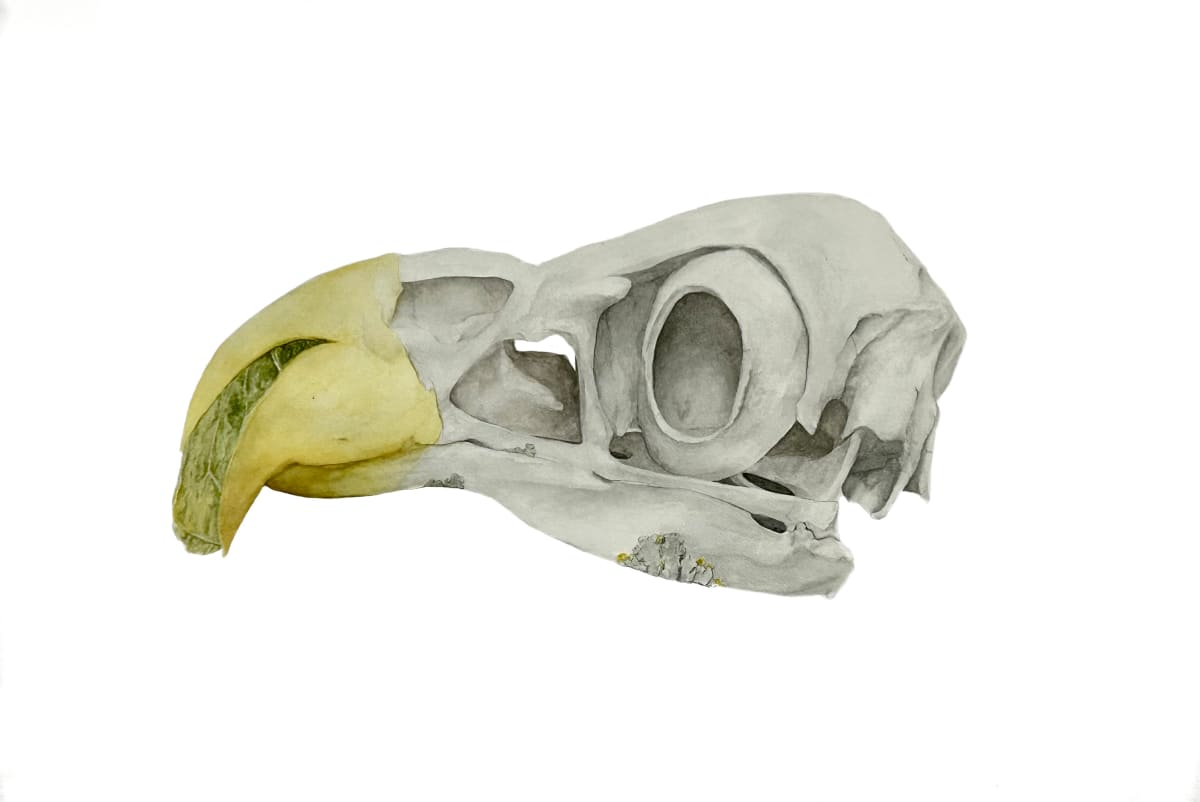 Sans Toupee by Rebecca Case, Image 1.