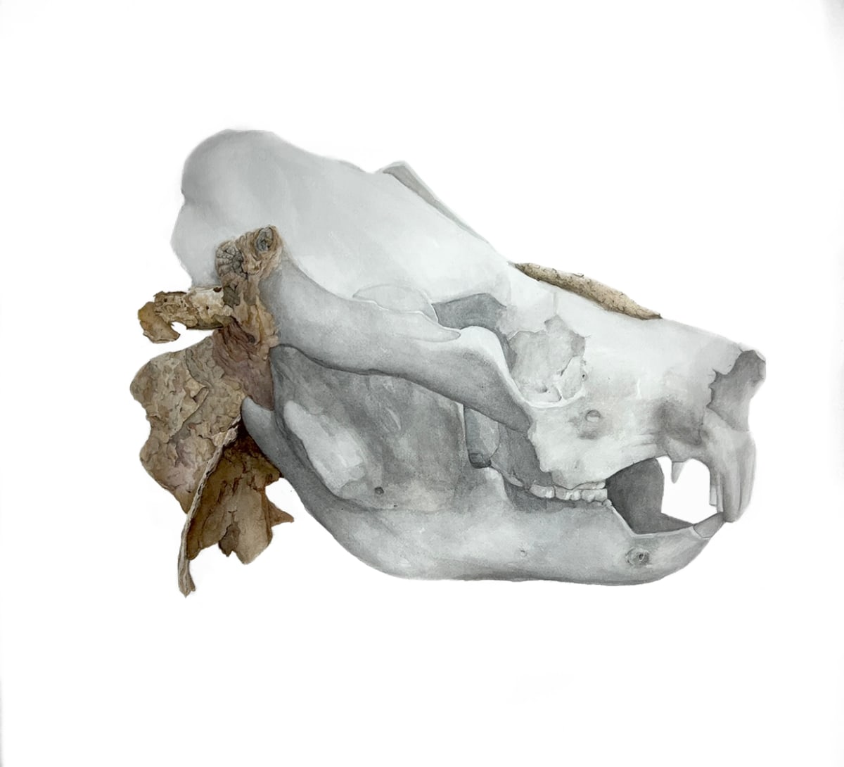 Don't Drop the Bear by Rebecca Case, Image 1.