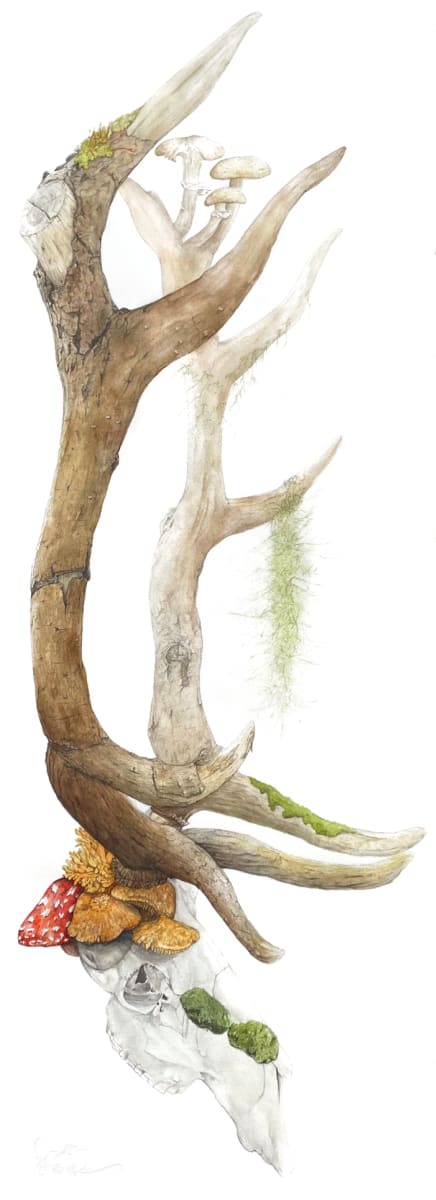 I'm a fungi. by Rebecca Case  Image: Elk skull turning into a branch consumed by fungus. 