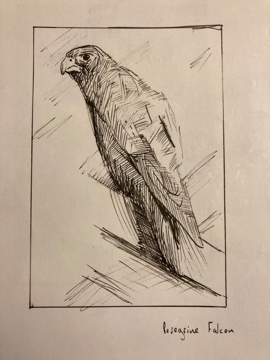 Peregrine Falcon by Brian Huntress 