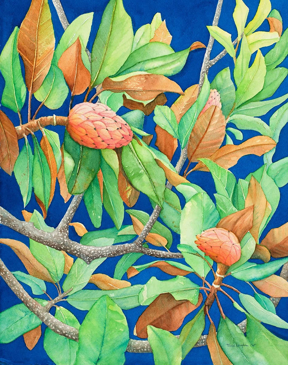 Charleston Magnolia by Terrie Langham 