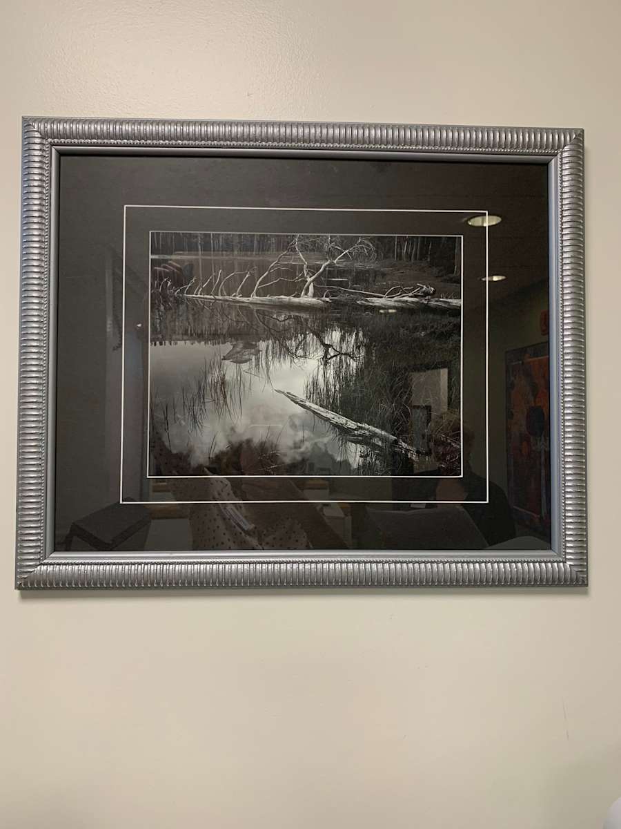 Fallen Trees in Pond 