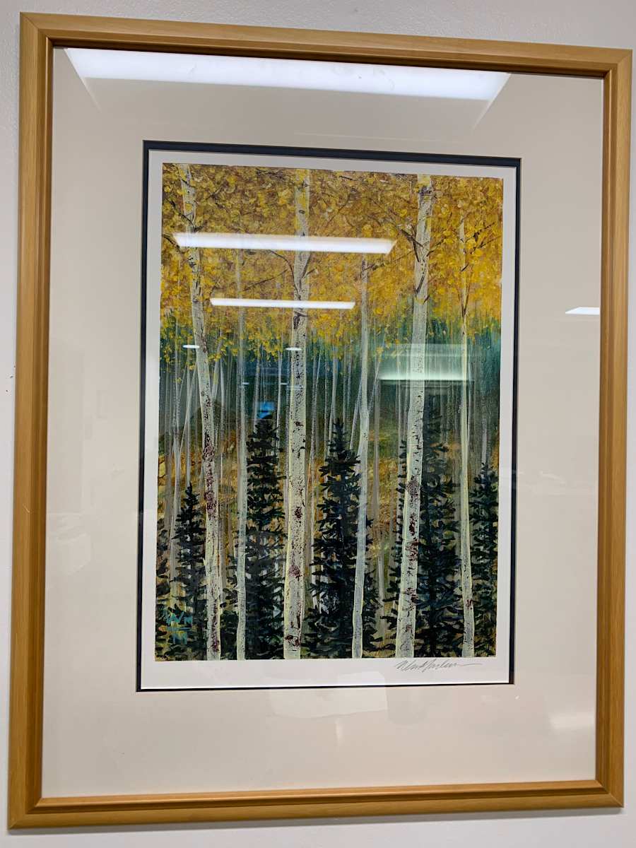Aspens and Pines, Image 1.