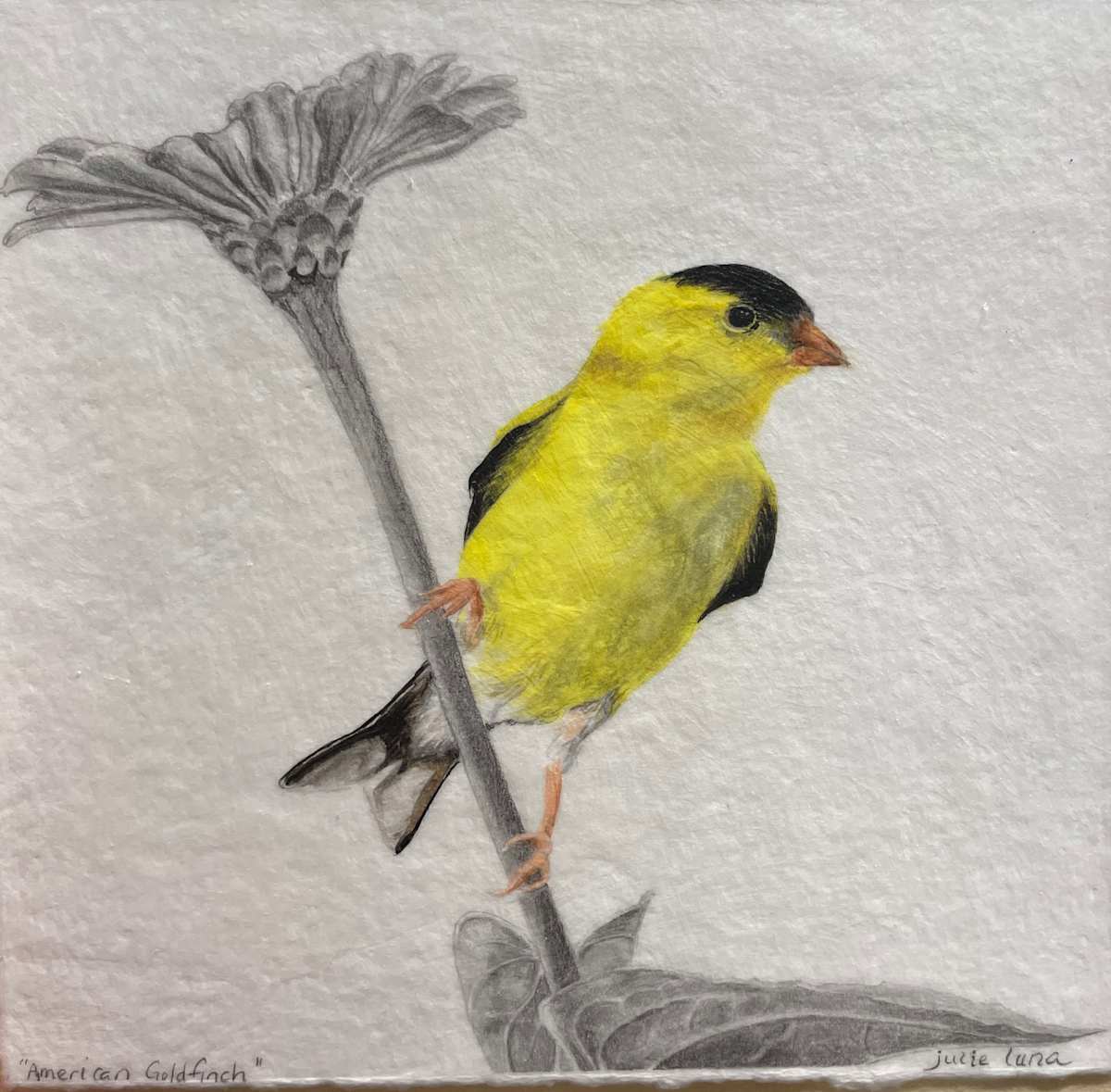 American Goldfinch by Julie Luna, Image 1.