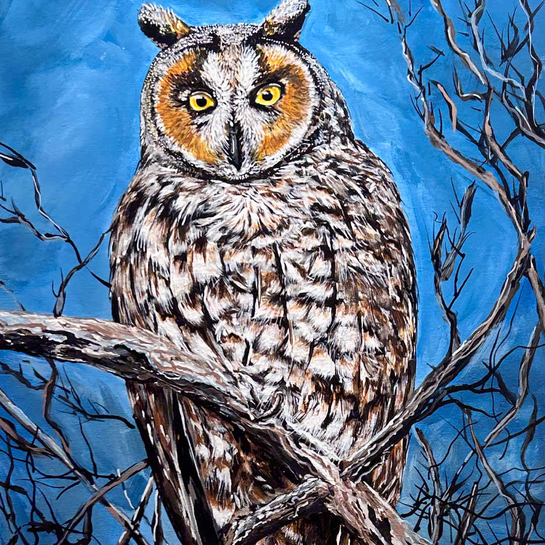 Night Owl by Sheri Krause 