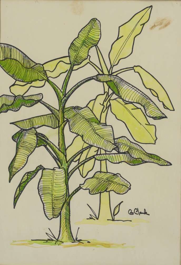 Banana Tree by Gary Clark 