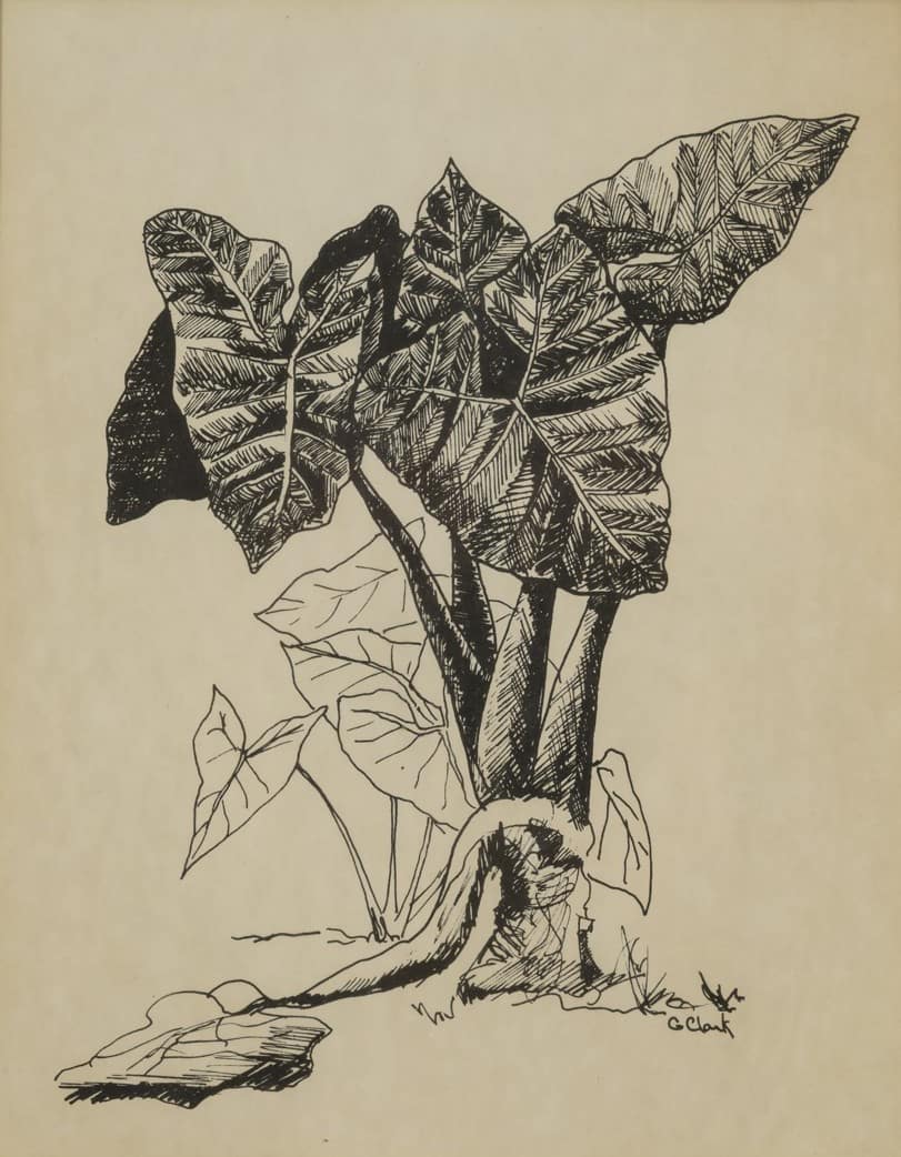 Elephant Ears in Black and White by Gary Clark 