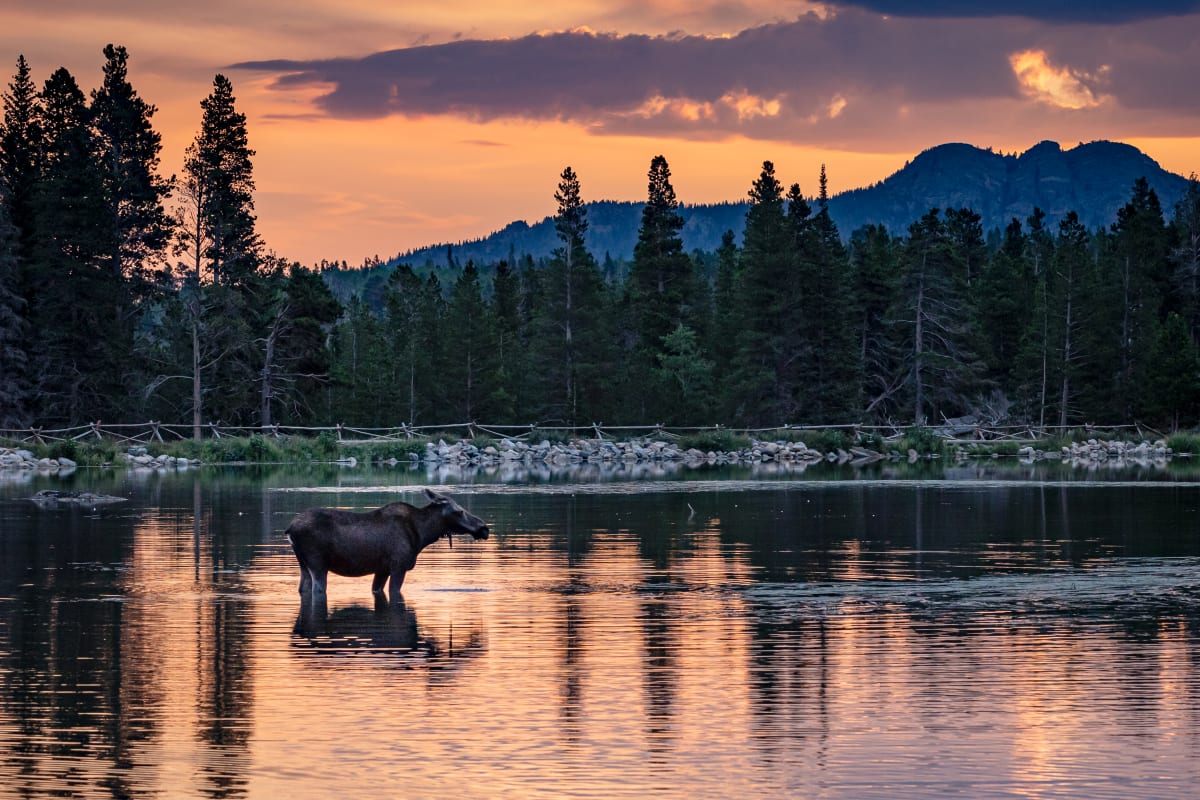 Rocky Mountain National Park, CO by Earl Todd  Image: I had not acclimated to the altitude, so we decided to do the easy hike around Sprague Lake. In the afternoon, we saw a moose and her calf walking through the lake. We decided to go back for sunrise the next morning and, to our surprise, so did the moose.  We now joke that she is on the payroll with the park service.