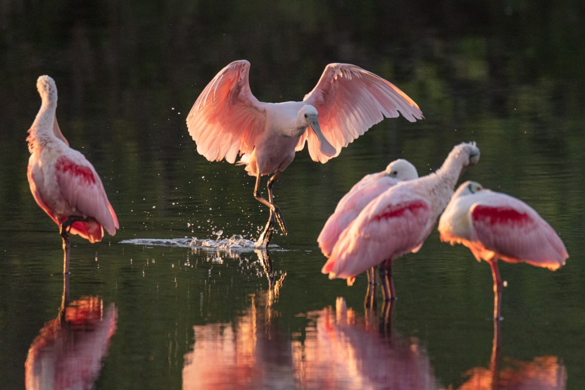 Roseate Spoonbill, Myakka River State Park, Sarasota, FL by Earl Todd  Image: Myakka River State Park has an abundance of wildlife, from gators to waterfowl. Just before sunset the bird activity always picks up. On this evening, the Spoonbill provided the entertainment.