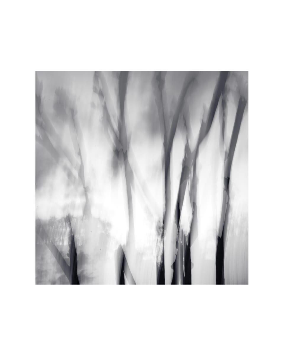 Crepe Myrtles, Reimagined (Huntsville, Alabama) by Margaret Todd  Image: This was taken using intentional camera movement.  It created an other-worldly view of a simple subject.  