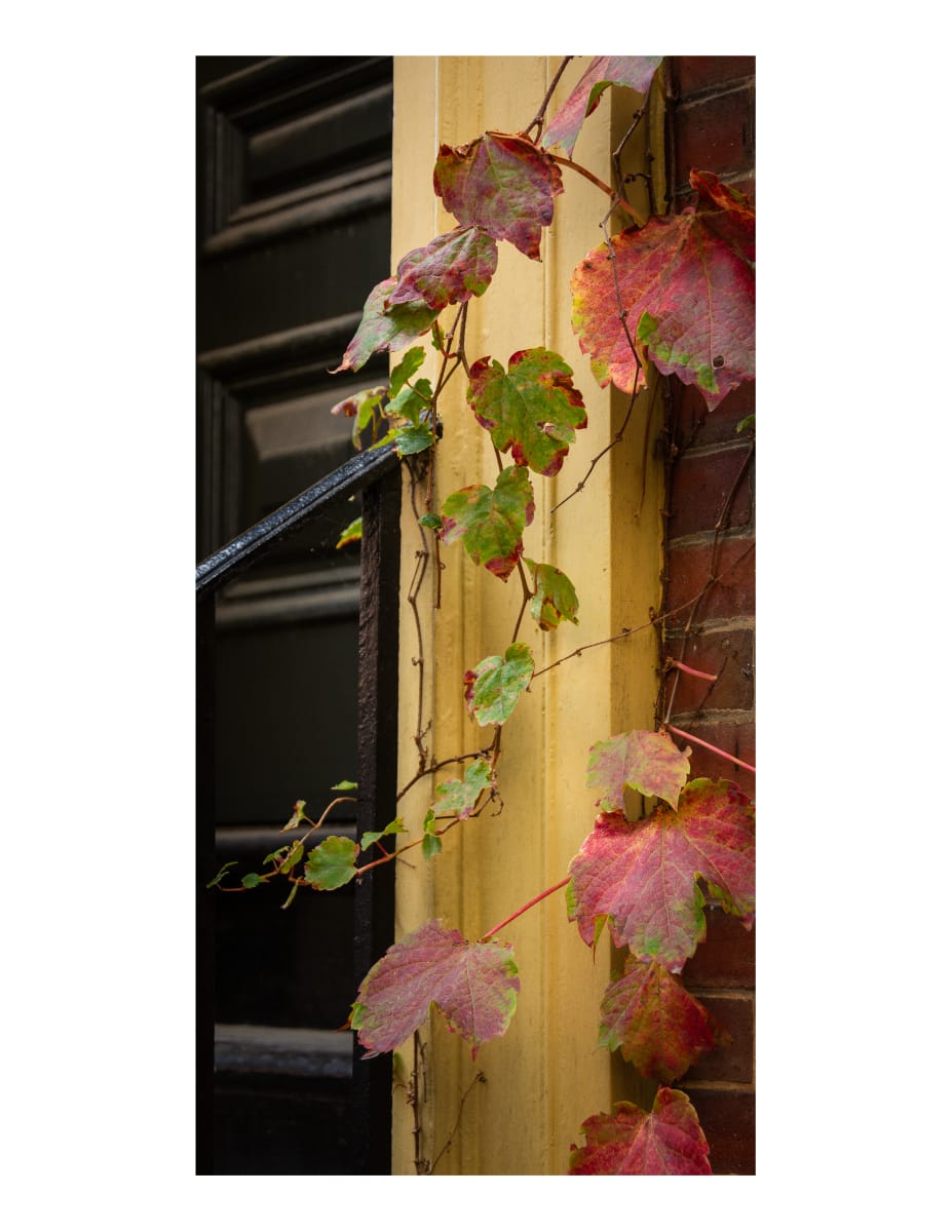 Front Stoop (Boston, Massachusetts) by Margaret Todd  Image: While on walking tour of Boston, we came across a row of homes with lovely entrances.  Many were already decorated for the fall holidays.  I was drawn to these vines that beautifully called out fall with no added decoration.  